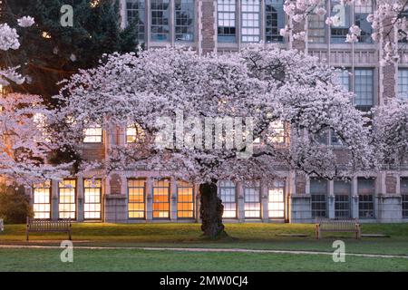 WA20766-00....WASHINGTON - Cherry trees in bloom at the University Of Washington, Seattle. Stock Photo