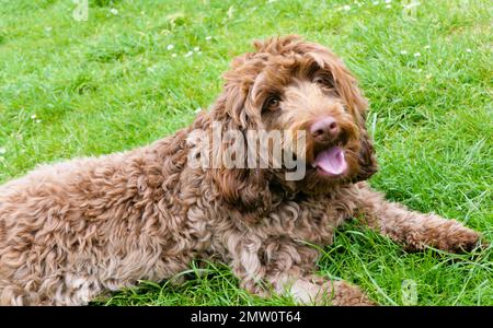 Cute Brown Cockapoo Puppy chilling in the garden Stock Photo