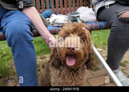 Dogs Stock Photo