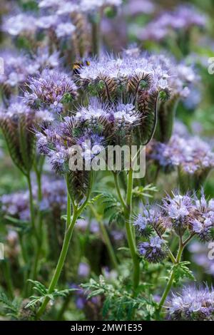 The flowers of a fiddleneck (Phacelia tanacetifolia Stock Photo - Alamy