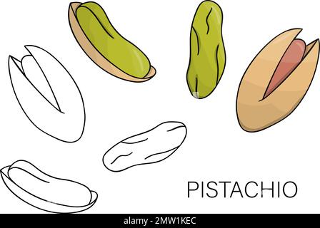 Vector black and white and colored pistachio icon. Set of isolated nuts. Food illustration in cartoon or doodle style isolated on white background. Stock Vector