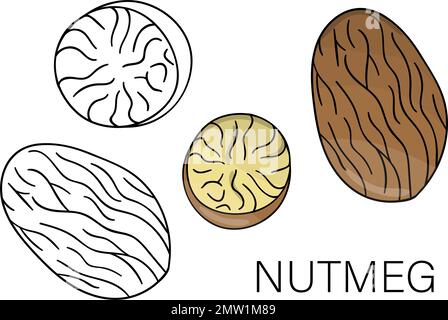 Vector black and white and colored nutmeg icon. Set of isolated nuts. Food illustration in cartoon or doodle style isolated on white background. Stock Vector