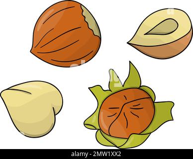 Vector colored hazelnut icon. Set of isolated monochrome nuts. Food line drawing illustration in cartoon or doodle style isolated on white background. Stock Vector