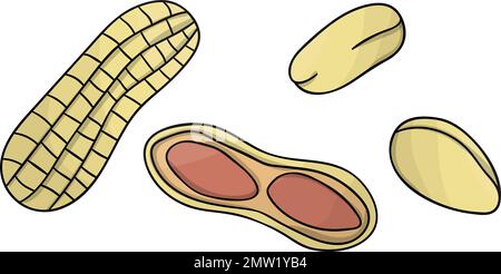 Vector colored peanut icon. Set of isolated monochrome nuts. Food line drawing illustration in cartoon or doodle style isolated on white background. Stock Vector
