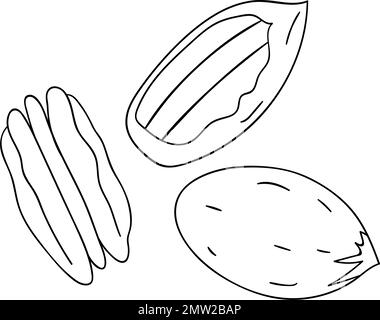 Vector black and white pecan icon. Set of isolated monochrome nuts. Food line drawing illustration in cartoon or doodle style isolated on white backgr Stock Vector