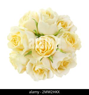Roses isolated on white background Stock Photo