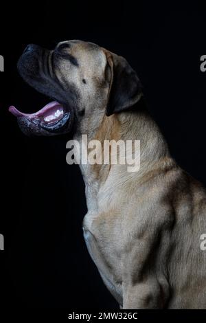 Bullmastiff dog close-up portrait from the side, tongue hanging out. In front of a black background in the studio. Stock Photo