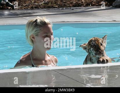 EXCLUSIVE!! Jessica from Canaan, NY and Kyle from New Lebanon NY, get to swim with Wild Thing's adorable 10 week old Tiger cub Tony. Tony an endangered Siberian Tiger, will be bottle fed for the next year but is also about to graduate to minced raw meat. He will eventually make his way to pork, beef and chickens bone and all.  Tony may still be small but his dad Roy weighs in at 10000 pounds. His pretty trainer Kelsey, who started as a volunteer, loves her job at Wild Things and said she can't ever imagine leaving.  Wild Things has been open for about 15 years and is a sprawling 22 acre facili Stock Photo
