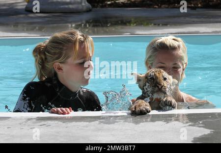 EXCLUSIVE!! Jessica from Canaan, NY and Kyle from New Lebanon NY, get to swim with Wild Thing's adorable 10 week old Tiger cub Tony. Tony an endangered Siberian Tiger, will be bottle fed for the next year but is also about to graduate to minced raw meat. He will eventually make his way to pork, beef and chickens bone and all.  Tony may still be small but his dad Roy weighs in at 10000 pounds. His pretty trainer Kelsey, who started as a volunteer, loves her job at Wild Things and said she can't ever imagine leaving.  Wild Things has been open for about 15 years and is a sprawling 22 acre facili Stock Photo