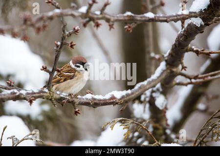 Eurasian tree sparrow (Passer montanus) in the winter Stock Photo