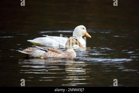 Two ducks swimming on the water, one brown duck and one white duck. Ducks on one of the Keston Ponds in Keston, Kent, UK. Stock Photo