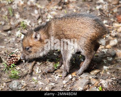 Baby of Collared peccary - Pecari tajacu Stock Photo