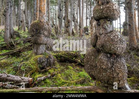 WA20796-00....WASHINGTON - Spruce Burl Trail at Beach 1 in the  Kalaloch Beach area, Olympic National Park. Stock Photo