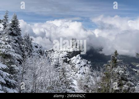 WA20804-00....WASHINGTON - Snow dusted trees on the summit ridge of Mount Si. Stock Photo