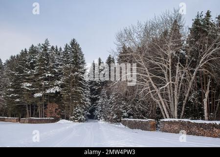 Forest covered in snow, Waldviertel/ Austria Stock Photo