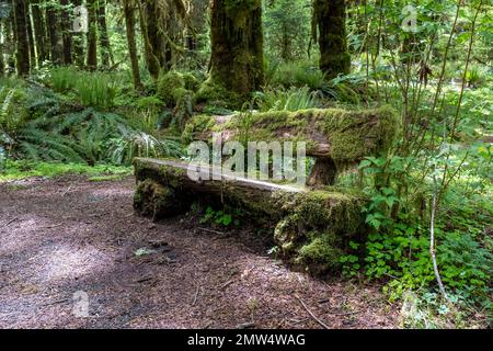 WA20818-00....WASHINGTON  -Moss covered bench along the Maple Glade Rainforest Trail in Olympic National Park. Stock Photo