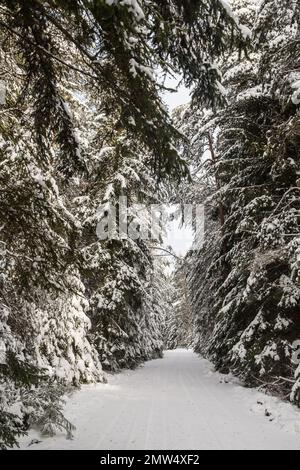 Forest covered in snow, Waldviertel/ Austria Stock Photo
