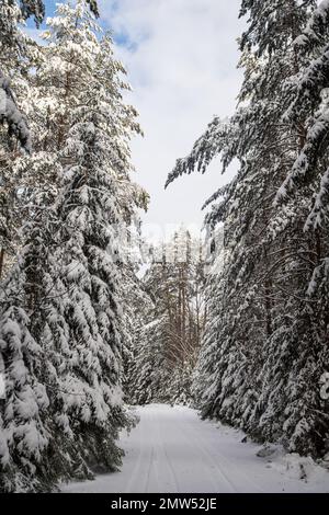 Forest covered in snow, Waldviertel/ Austria Stock Photo
