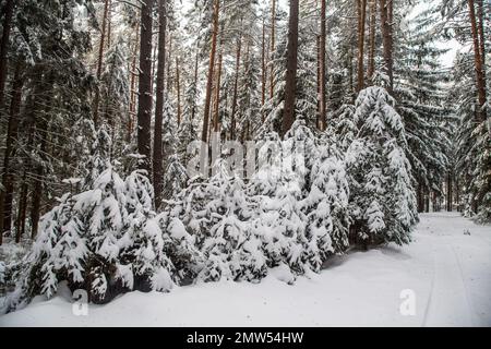 Forest covered in snow, Waldviertel/ Austria Stock Photo