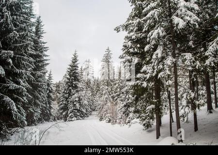 Forest covered in snow, Waldviertel/ Austria Stock Photo