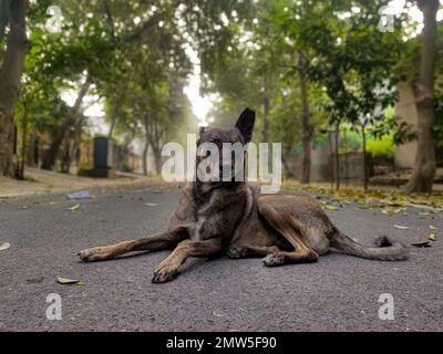 A closeup of a street dog with one ear sitting in the middle of a road covered in fallen leaves Stock Photo
