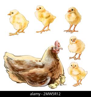 Color illustration Farm with chickens. High quality illustration Stock Photo