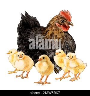 Color illustration Farm with chickens. High quality illustration Stock Photo