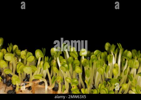 Basil sprouts, Ocimum basilicum Stock Photo