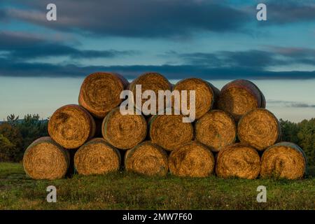 Hay balls on field near Ceske Budejovice town in sunrise time in color autumn Stock Photo