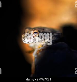 Canyon Tree Frog Close-up Stock Photo