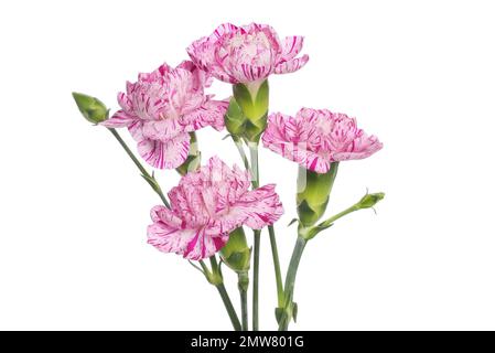 Arrangement of pink and purple carnation flowers isolated against white Stock Photo