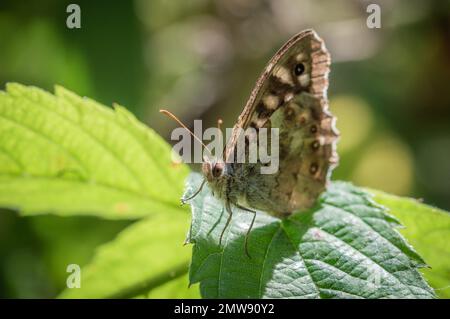 Speckled Wood butterfly on a broad green leaf Stock Photo