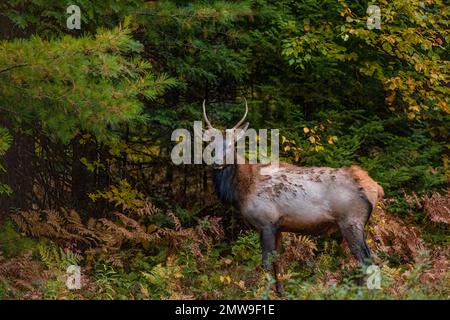 Early morning bull elk in Clam Lake, Wisconsin. Stock Photo