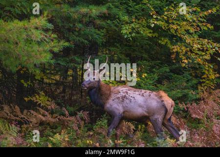 Early morning bull elk in Clam Lake, Wisconsin. Stock Photo