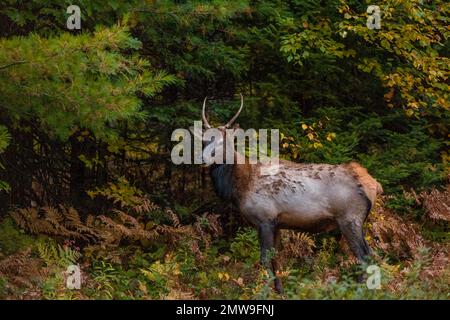 Early morning bull elk in Clam Lake, Wisconsin. Stock Photo