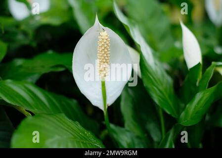 Flower white anturium and leaves. Spathiphyllum cochlearispathum is a plant species in the family Araceae. White spathiphyllum with green leaves Stock Photo