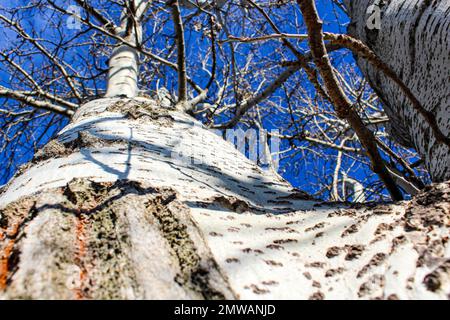 White poplar (populus alba) trunk with white bark Stock Photo