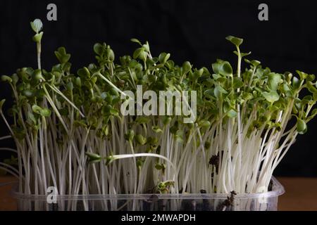Shoots of green radish on a black background. Microgreen Stock Photo