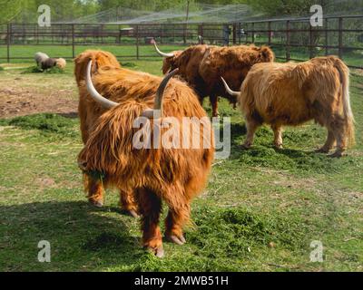 Highland Scottish breed of rustic cattle. Furry cows eat fresh grass in paddock. Stock Photo