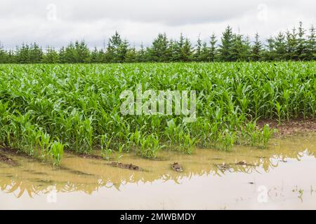 Zea mays - Corn field flooded with excess rain water due to the effects of climate change, Quebec, Canada. Stock Photo