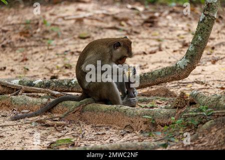 A closeup shot of the Macaque Monkey peeling a banana in Cambodia Jungle Stock Photo