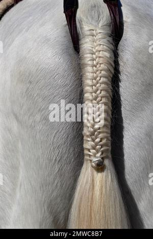 Festively plaited tail of a white horse, Spain Stock Photo