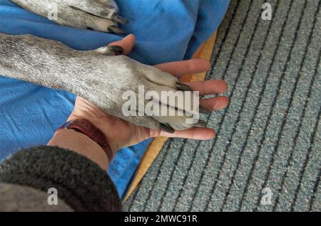 Paw of a Great Dane in human hands Stock Photo