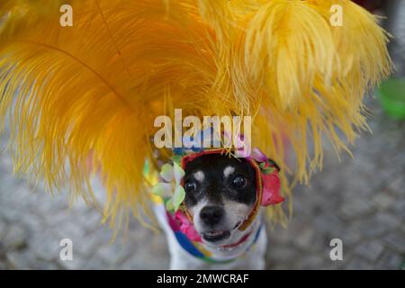 https://l450v.alamy.com/450v/2mwcraf/teka-wears-a-feathery-head-dress-during-the-blocao-dog-carnival-parade-in-rio-de-janeiro-brazil-saturday-feb-25-2017-carnival-goes-to-the-dogs-as-pet-owners-take-to-the-streets-for-their-own-party-with-their-four-legged-friends-in-ornate-costumes-ap-photosilvia-izquierdo-2mwcraf.jpg