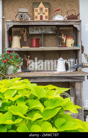 Sweet Potato (Ipomoea batatas) leaves and old weathered workbench and shelves decorated with old coffee pots and tea kettles against exterior wall of Stock Photo