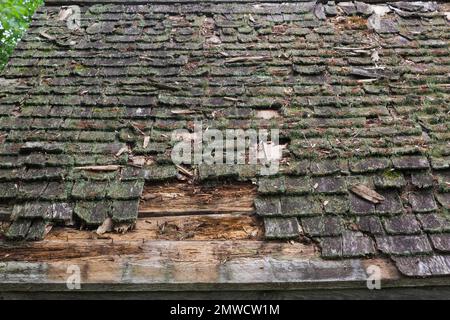 Green Moss (Bryophyta) and Lichen growing on old cedar shingles roof of rustic cabin in summer, Quebec, Canada Stock Photo