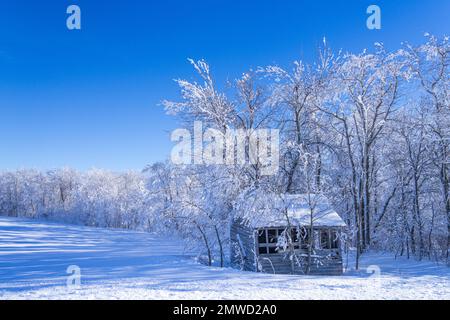 Trees and a cottage covered in winter hoar frost near the village of St. Leon, Manitoba, Canada. Stock Photo