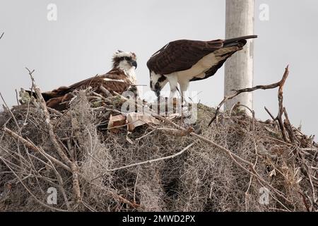 Father osprey feeding chicks while mother looks on in nest, Flamingo Marina, Everglades ecosystem, Florida Stock Photo