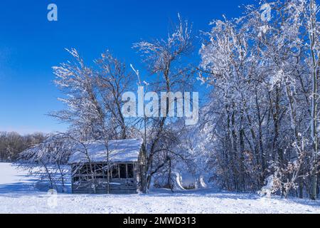 Trees and a cottage covered in winter hoar frost near the village of St. Leon, Manitoba, Canada. Stock Photo