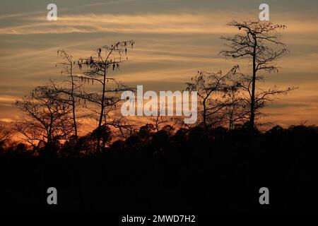 Cypress trees in winter, silhouetted against sunset sky, Everglades National Park, Florida Stock Photo